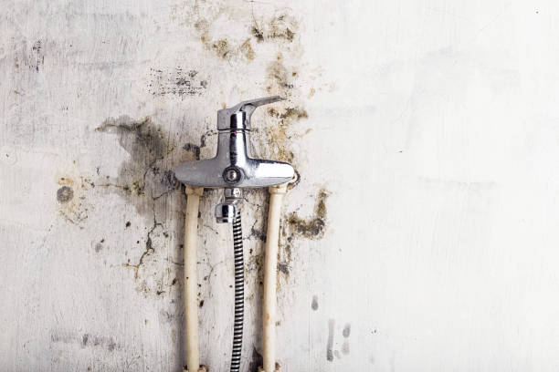 Best Mold Damage Repair  in Jonestown, PA