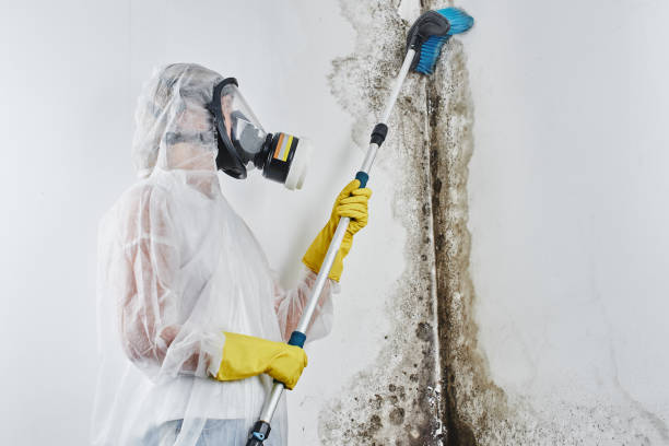 Best Toxic Mold Removal  in Jonestown, PA