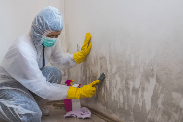 Mold Testing and Removal in Jonestown, PA