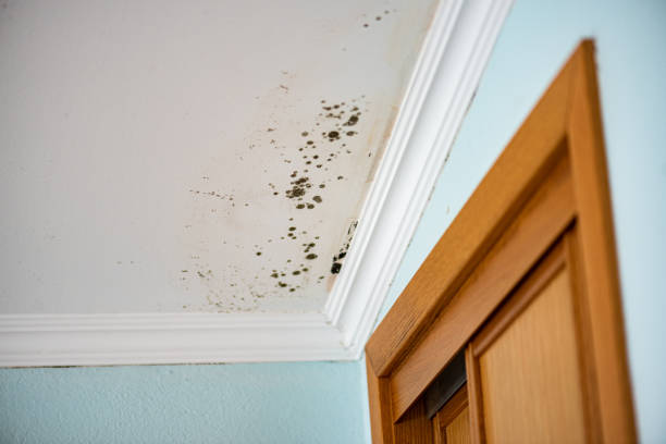 Mold Removal Process in Jonestown, PA