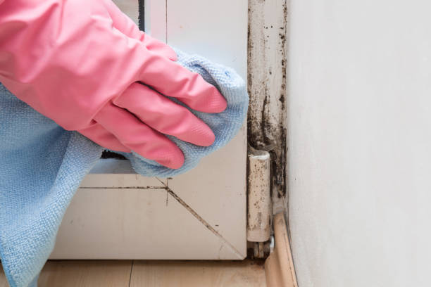 Reliable Jonestown, PA Mold Removal Solutions