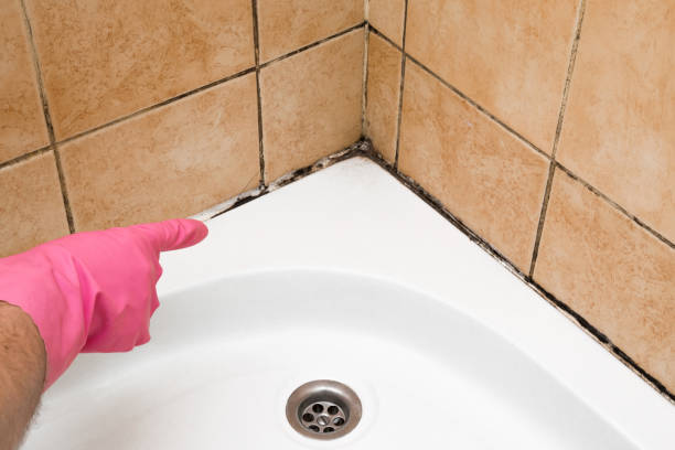 Best Black Mold Removal  in Jonestown, PA